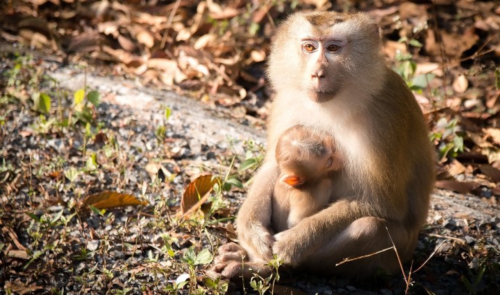 ลิงลพบุรีมาจากไหน มีสายพันธุ์อะไรบ้าง