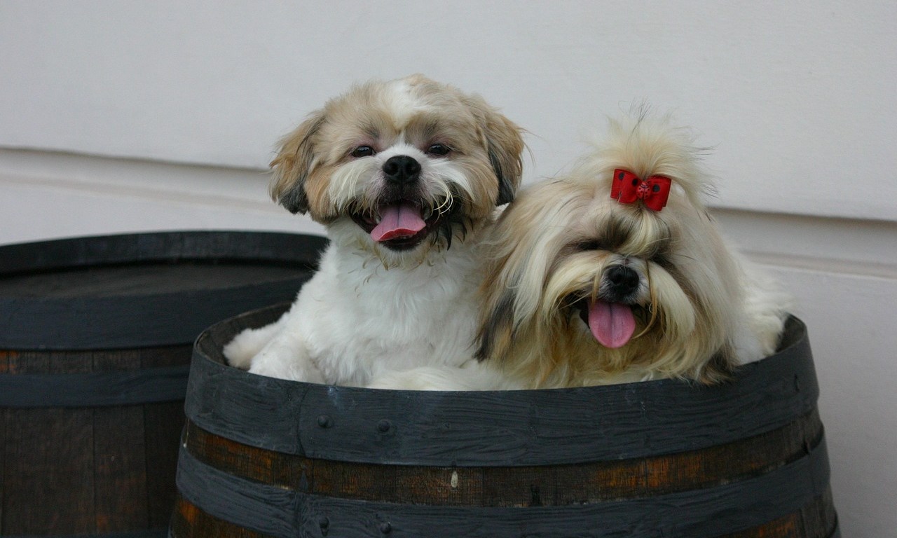 สายพันธุ์สุนัขชิสุ (Shih tzu)
