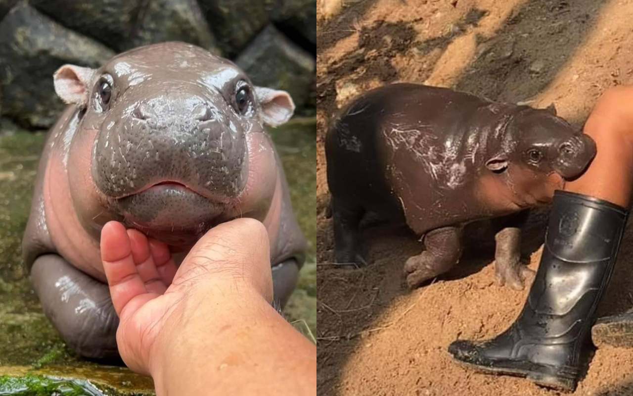 ฮิปโปหมูเด้งอยู่ที่ไหน ดูราคาค่าเข้าสวนสัตว์เปิดเขาเขียวล่าสุด