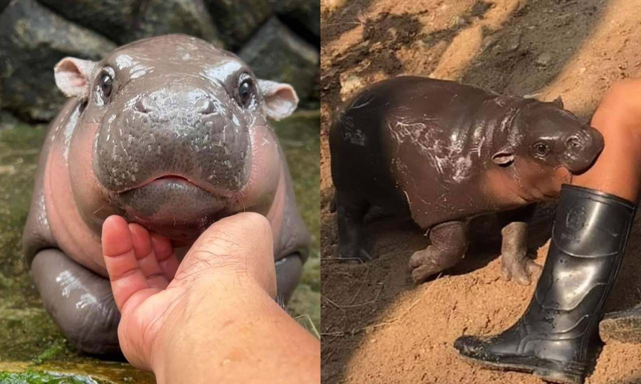 ฮิปโปหมูเด้งอยู่ที่ไหน ดูราคาค่าเข้าสวนสัตว์เปิดเขาเขียวล่าสุด