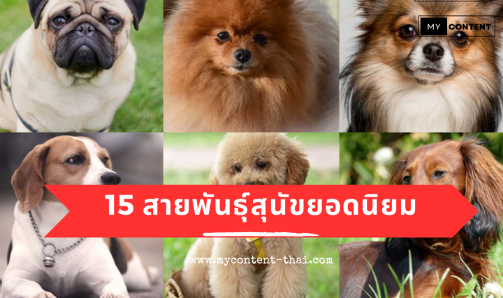 15 พันธุ์หมา สายพันธุ์เล็กและใหญ่ที่นิยมเลี้ยงในประเทศไทย