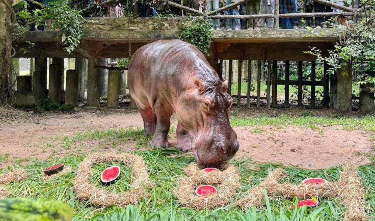 แม่มะลิ ฮิปโปตัวแรกของประเทศไทย ปัจจุบันอยู่ในการดูแลของสวนสัตว์เปิดเขาเขียวชั่วคราว