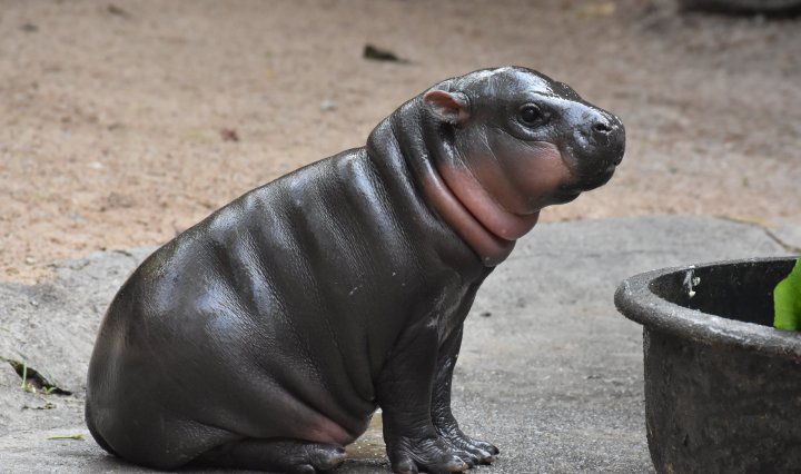 ประวัติหมูเด้ง