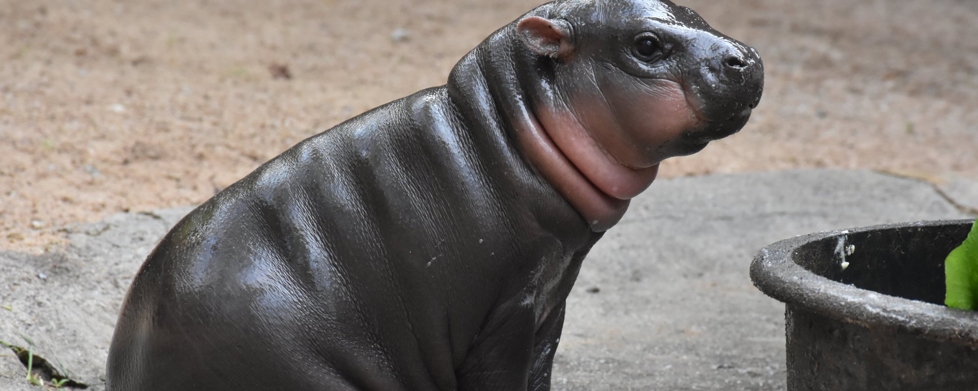 ประวัติหมูเด้ง