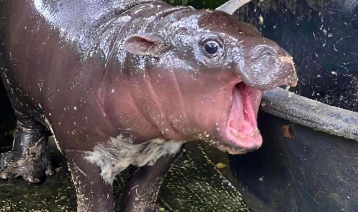 ไปกันใหญ่ ! มีมฮิปโปหมูเด้ง มีมูลค่าใกล้ 150 ล้านดอลลาร์สหรัฐ