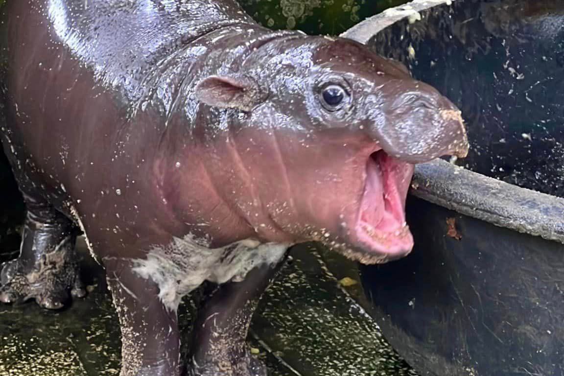 ไปกันใหญ่ ! มีมฮิปโปหมูเด้ง มีมูลค่าใกล้ 150 ล้านดอลลาร์สหรัฐ