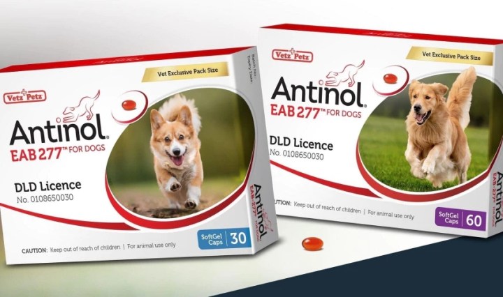 รู้จัก Antinol อาหารเสริมกระดูกให้กับสุนัข