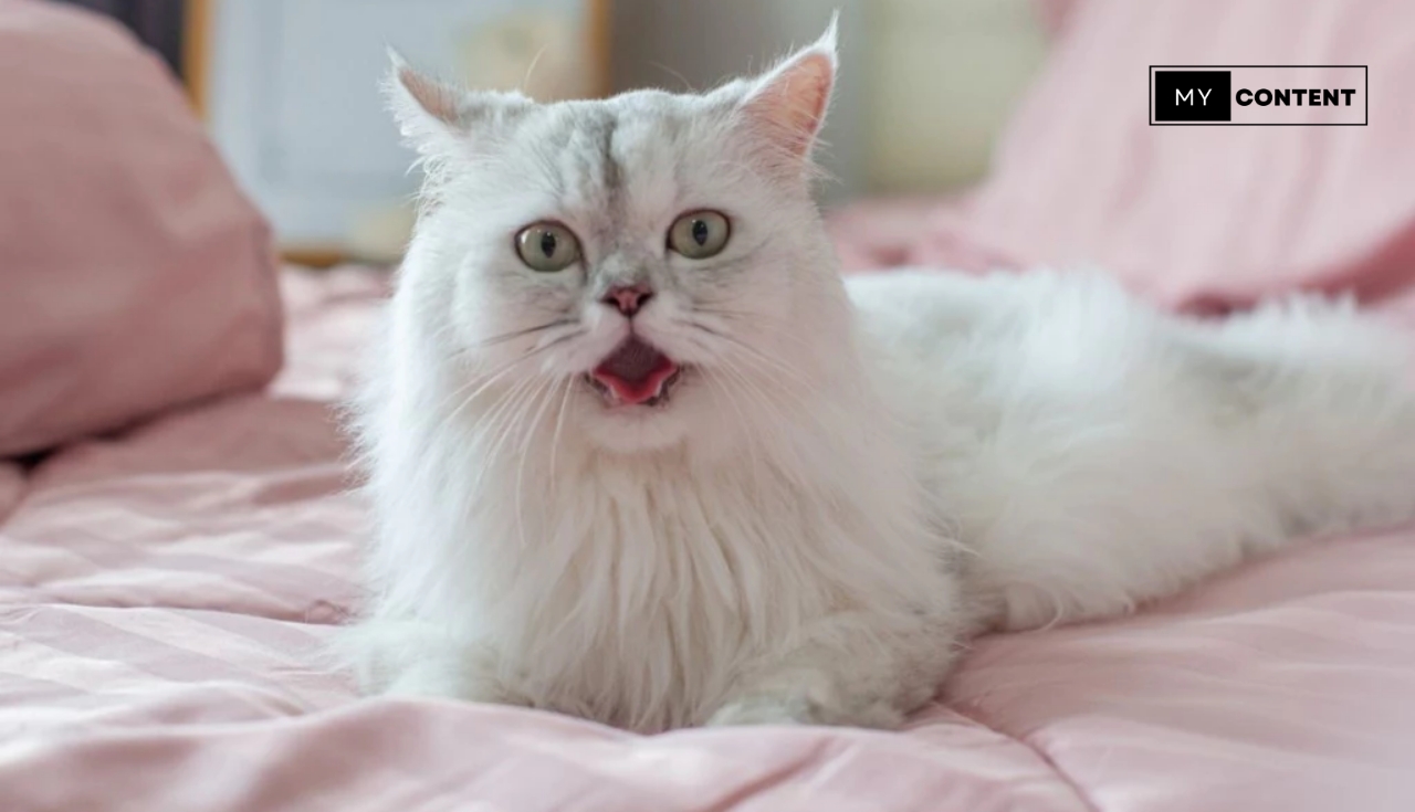 10 ผ้าปูที่นอนไม่ติดขนแมว-สุนัข ยี่ห้อไหนดี