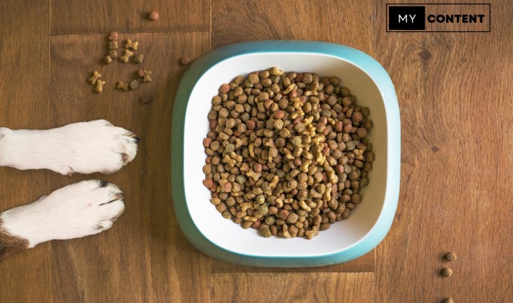 5 อาหารสุนัขยี่ห้อไหนดี! สำหรับพันธุ์เล็กและพันธุ์ใหญ่
