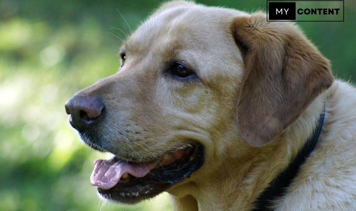 สุนัขทหาร K9 พันธุ์อะไร มีหน้าที่อะไรบ้าง?