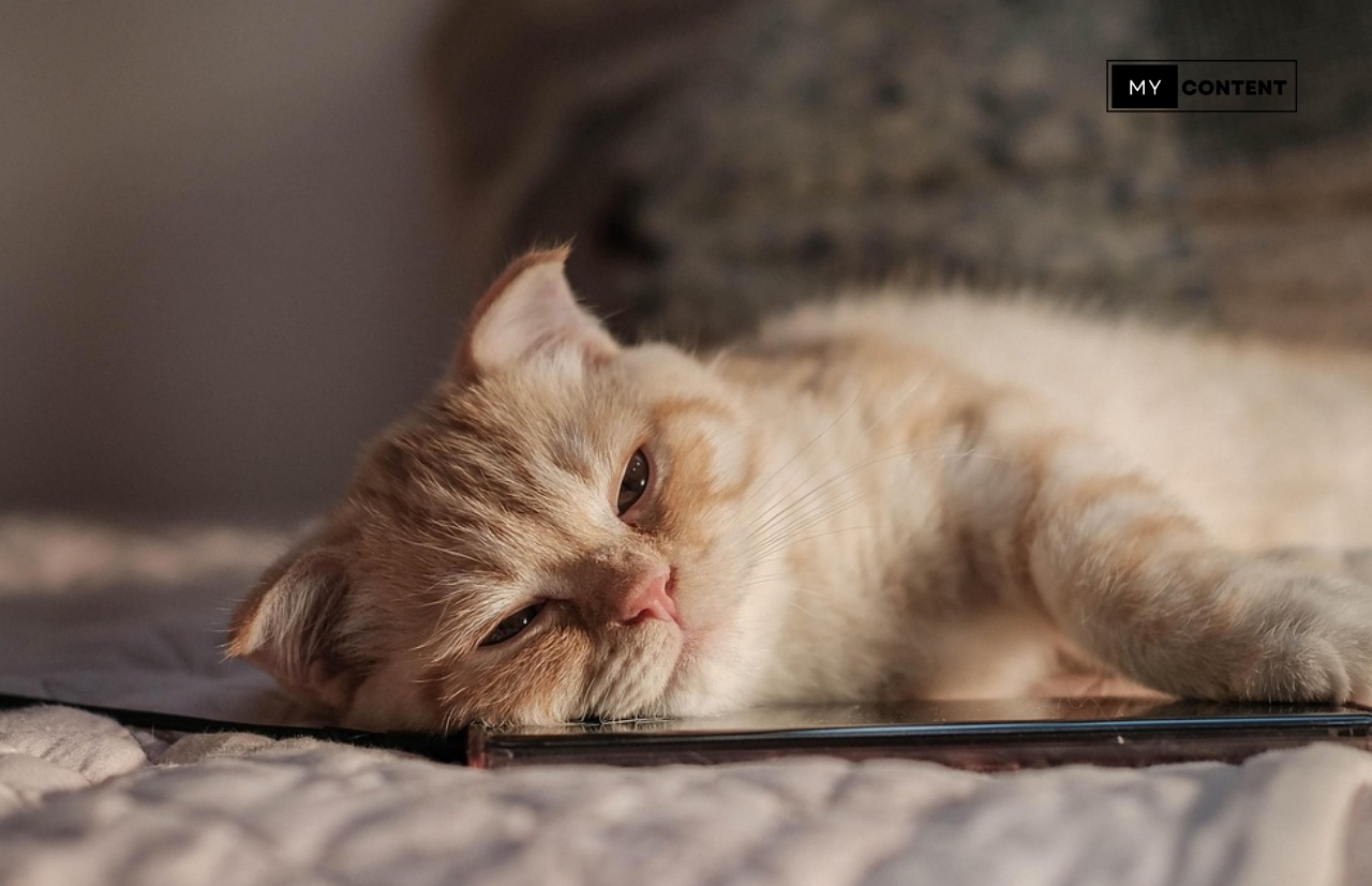 5 อาหารแมวยอดฮิต แต่ละยี่ห้อมีจุดเด่นอย่างไร