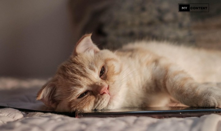 5 อาหารแมวยอดฮิต แต่ละยี่ห้อมีจุดเด่นอย่างไร