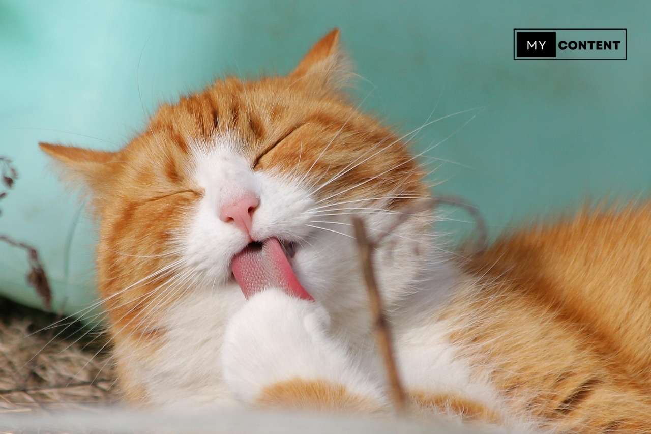 อาหารเปียกแมว ยี่ห้อไหนดี ไม่เค็ม