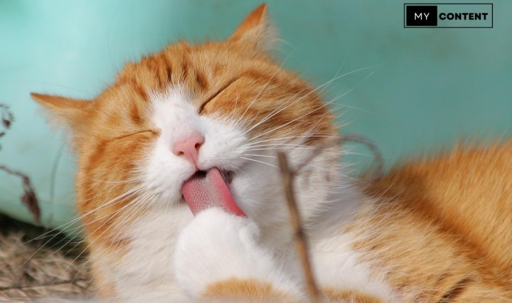 อาหารเปียกแมว ยี่ห้อไหนดี ไม่เค็ม