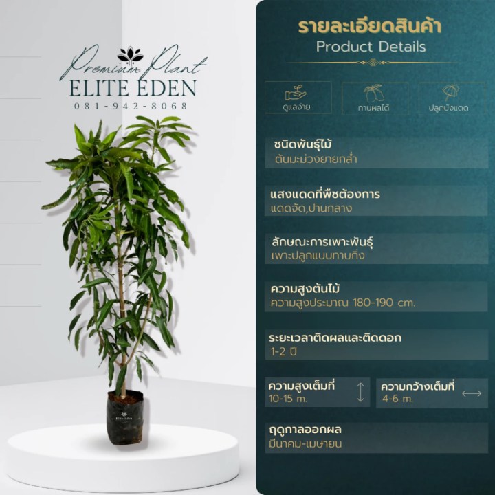 ต้นมะม่วงยายกล่ำ จากร้านต้นไม้อีลีท อีเดน