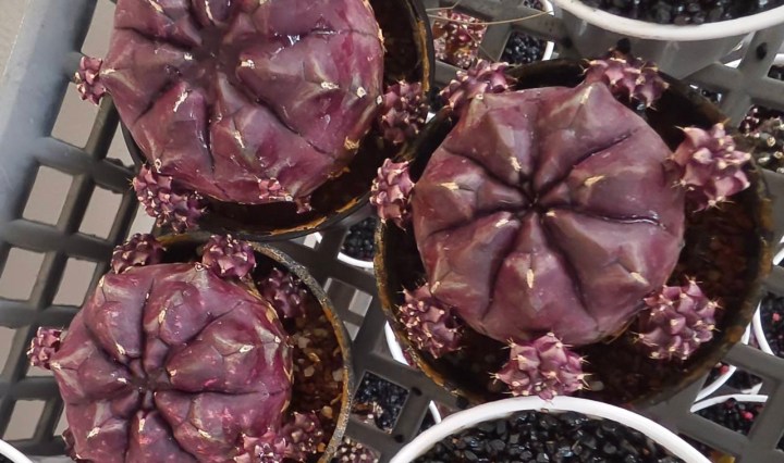 รู้จักแคคตัส "เดย์ดรีม" (Day Dream) ยิมโนคาไลเซียมสีม่วงยอดฮิต