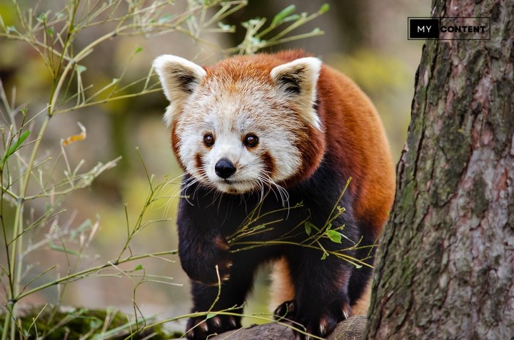 ซิมเน็ตจีน CMLink อัปเกรด! เน็ตเยอะขึ้น 70GB ใช้ได้ทั้งไทยและจีน