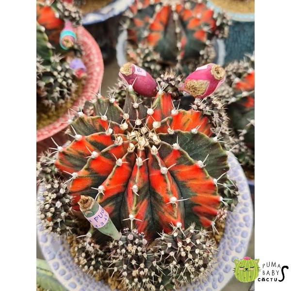 โคลนแบล็คเพิร์ล (Black Pearl)