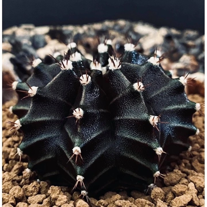 โคลนแบล็ควิโดว์ (Black Widow)