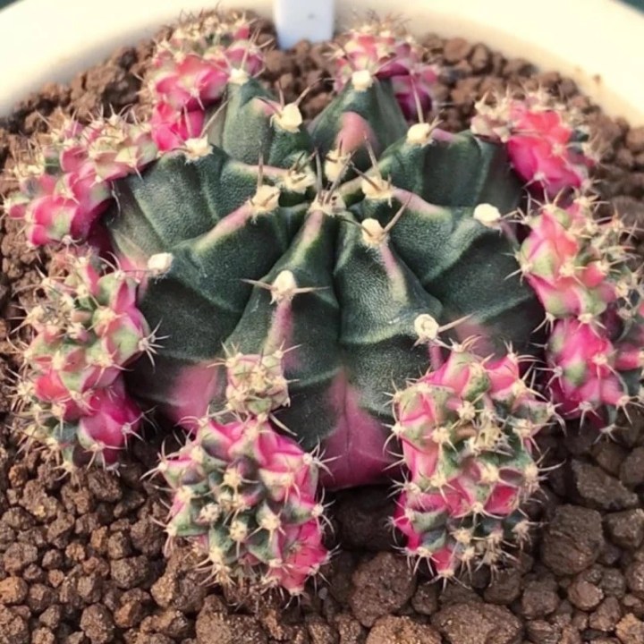 โคลนบับเบิ้ลกัม (Bubble Gum) จากสวน PB Cactus