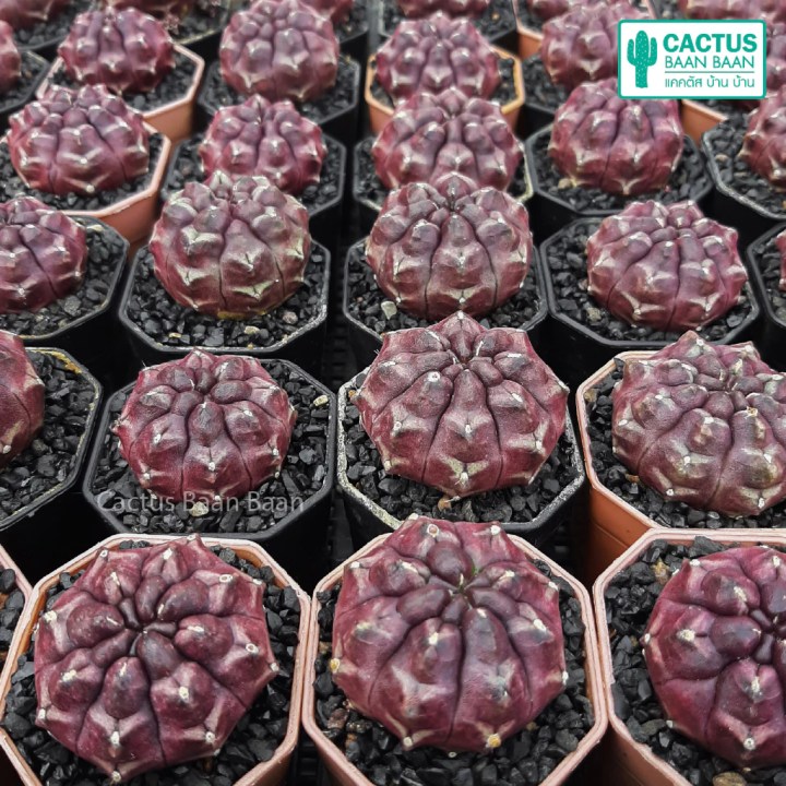 โคลนเดย์ดรีม (Day Dream)