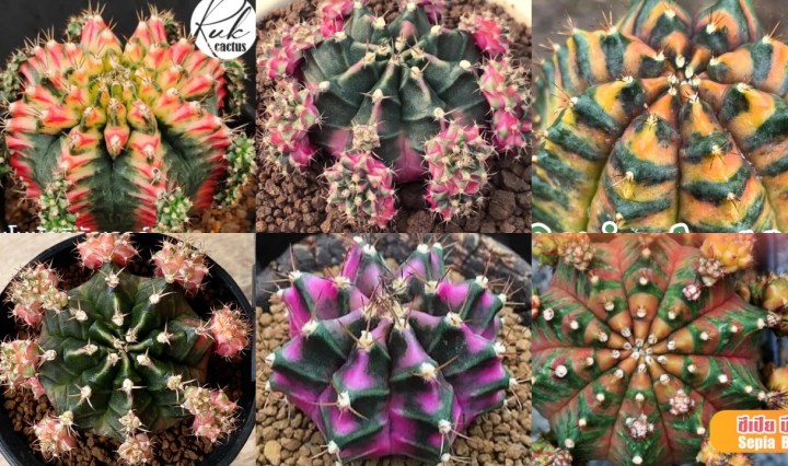 ยิมโนโคลน Gymnocalycium คืออะไร? มีโคลนไหนยอดนิยมบ้างยิมโนโคลน Gymnocalycium คืออะไร? มีโคลนไหนยอดนิยมบ้าง