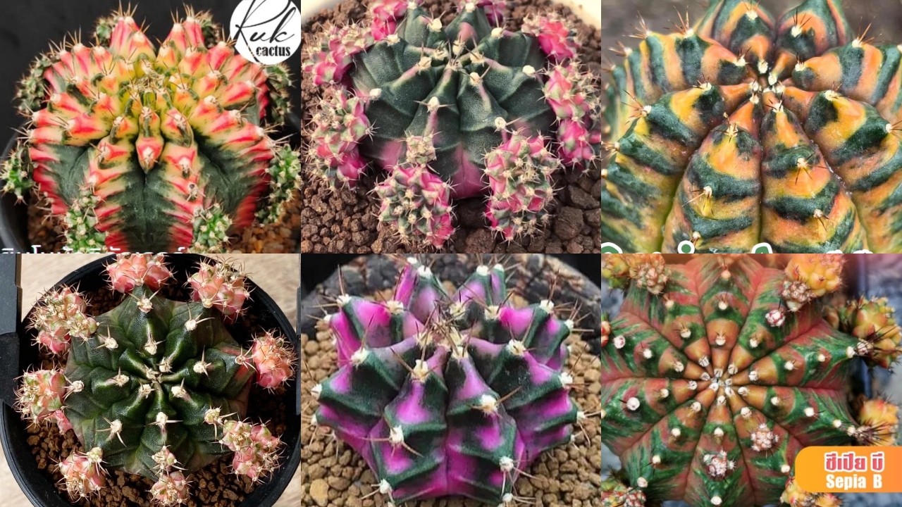 ยิมโนโคลน Gymnocalycium คืออะไร? มีโคลนไหนยอดนิยมบ้างยิมโนโคลน Gymnocalycium คืออะไร? มีโคลนไหนยอดนิยมบ้าง
