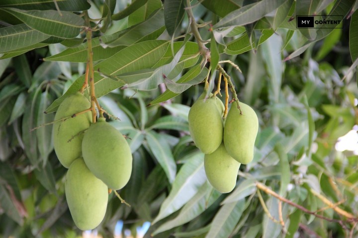 ผลผลิตมะม่วง 1 ไร่ ประมาณเท่าไหร่? ต้องใส่ปุ๋ยอะไรบ้าง?