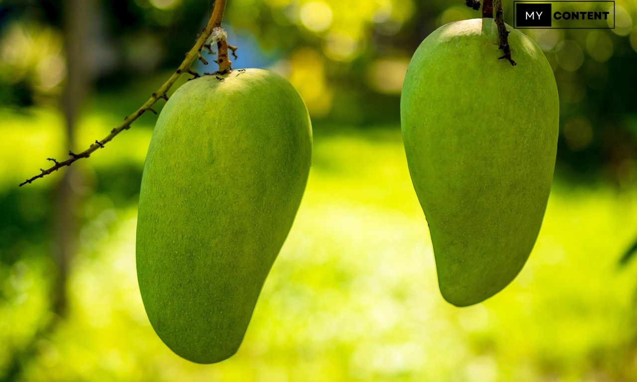 ผลผลิตมะม่วง 1 ไร่ ประมาณเท่าไหร่? ต้องใส่ปุ๋ยอะไรบ้าง?