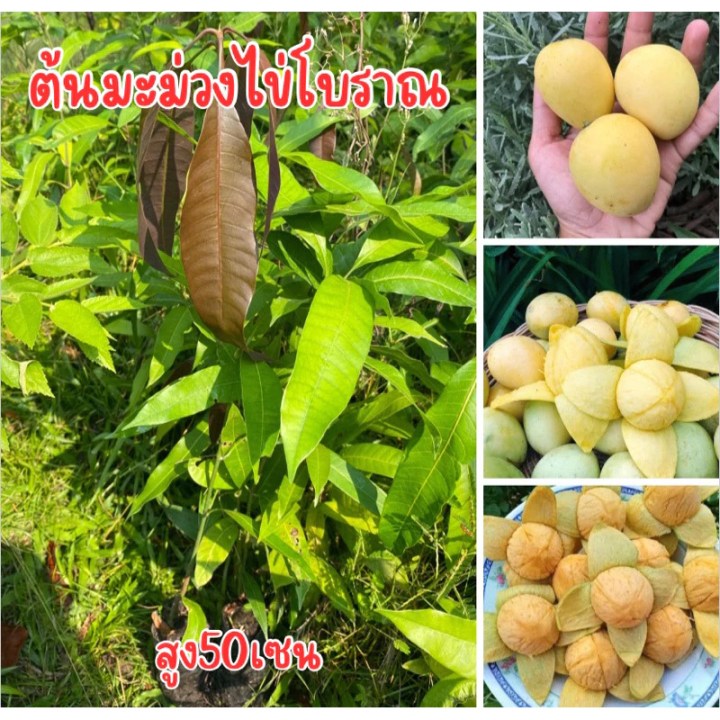 ต้นมะม่วงไข่โบราณ ต้นเพาะเมล็ด สูง30เซน ชุด4ต้น80บาท