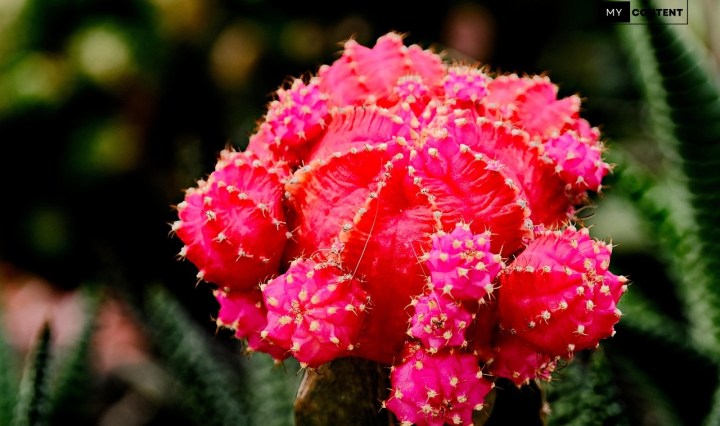 รู้จักกระบองเพชร "ยิมโนด่าง" มีกี่สายพันธุ์ เลี้ยงยังไงให้ออกดอก