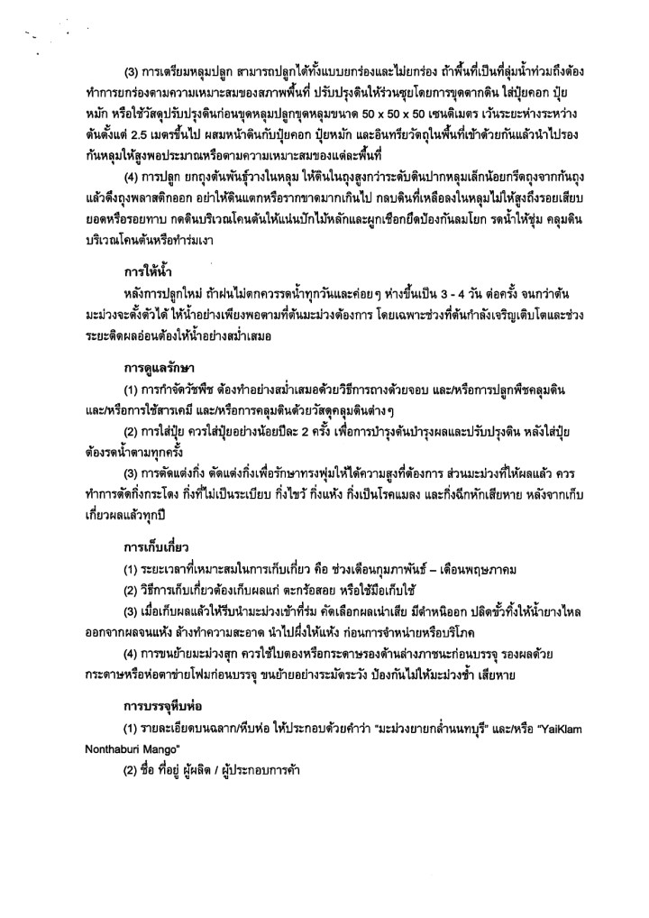 ประวัติมะม่วงยายกล่ำ 3
