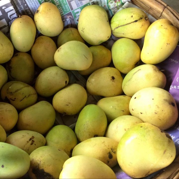 ต้นมะม่วงยายกล่ำ