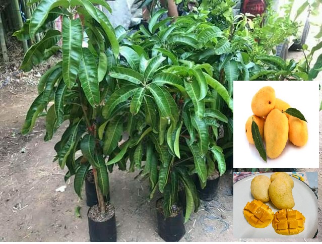ต้นมะม่วงยายกล่ำทรงสวย