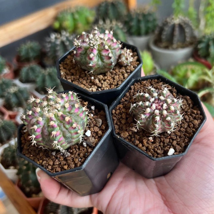 โคลนทีลัก (T-Lux)