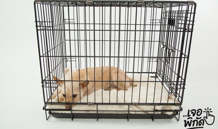 7 กรงสัตว์เลี้ยงตั้งนอกบ้าน กันงู กันยุง ยี่ห้อไหนดี 2025? 