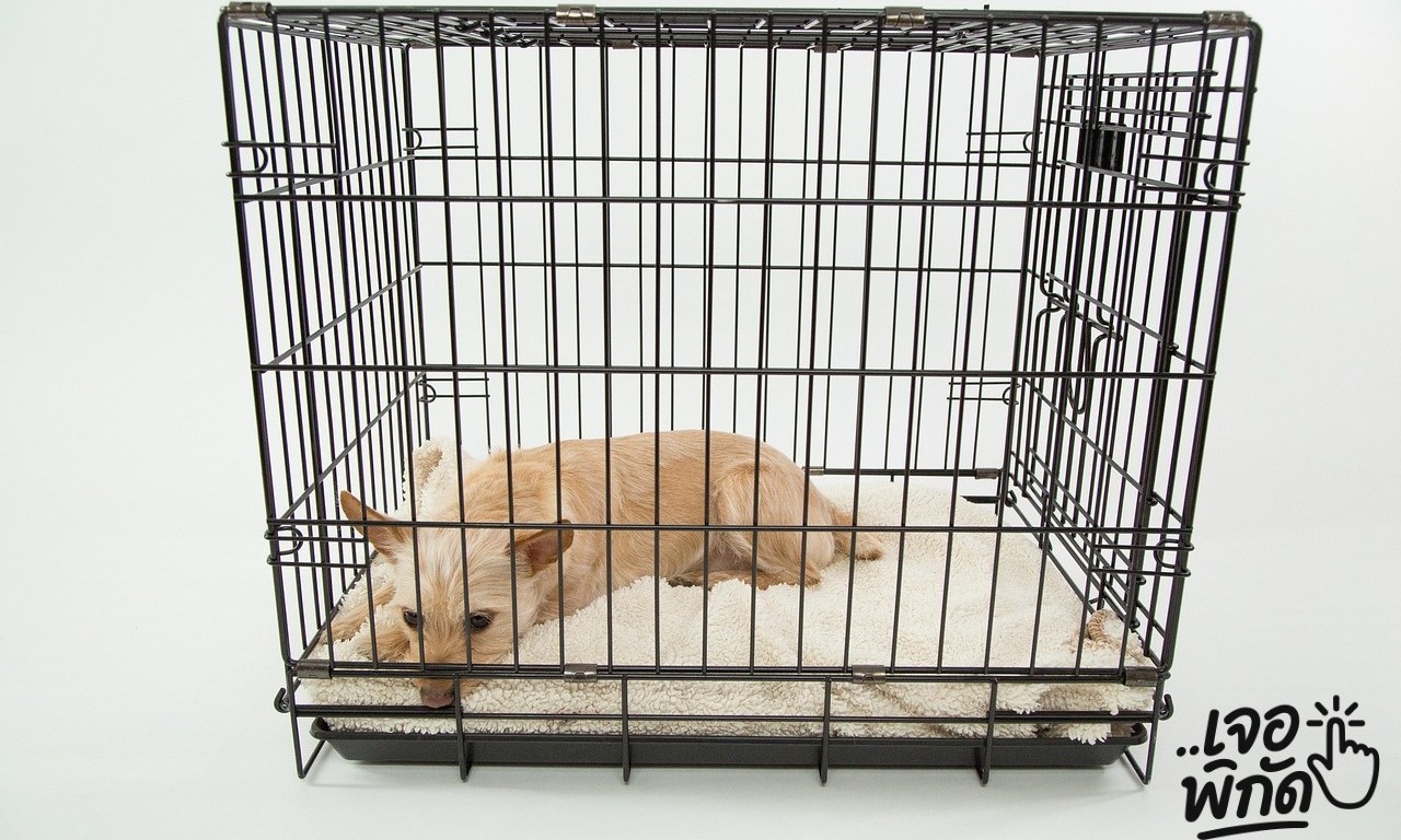 7 กรงสัตว์เลี้ยงตั้งนอกบ้าน กันงู กันยุง ยี่ห้อไหนดี 2025? 