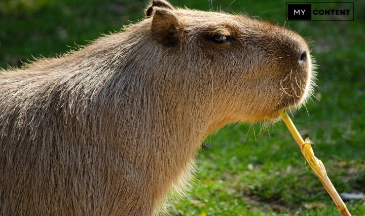 คาปิบาร่า คือตัวอะไร พร้อมแนะนำพิกัดคาปิบาร่าน่ารักๆ