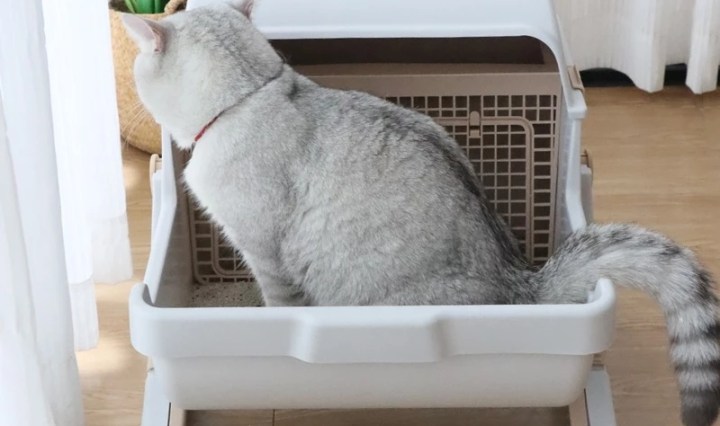 ห้องน้ำแมวกึ่งอัตโนมัติ 2025 ยี่ห้อไหนดี? ใช้งานง่าย ราคาน่ารัก!