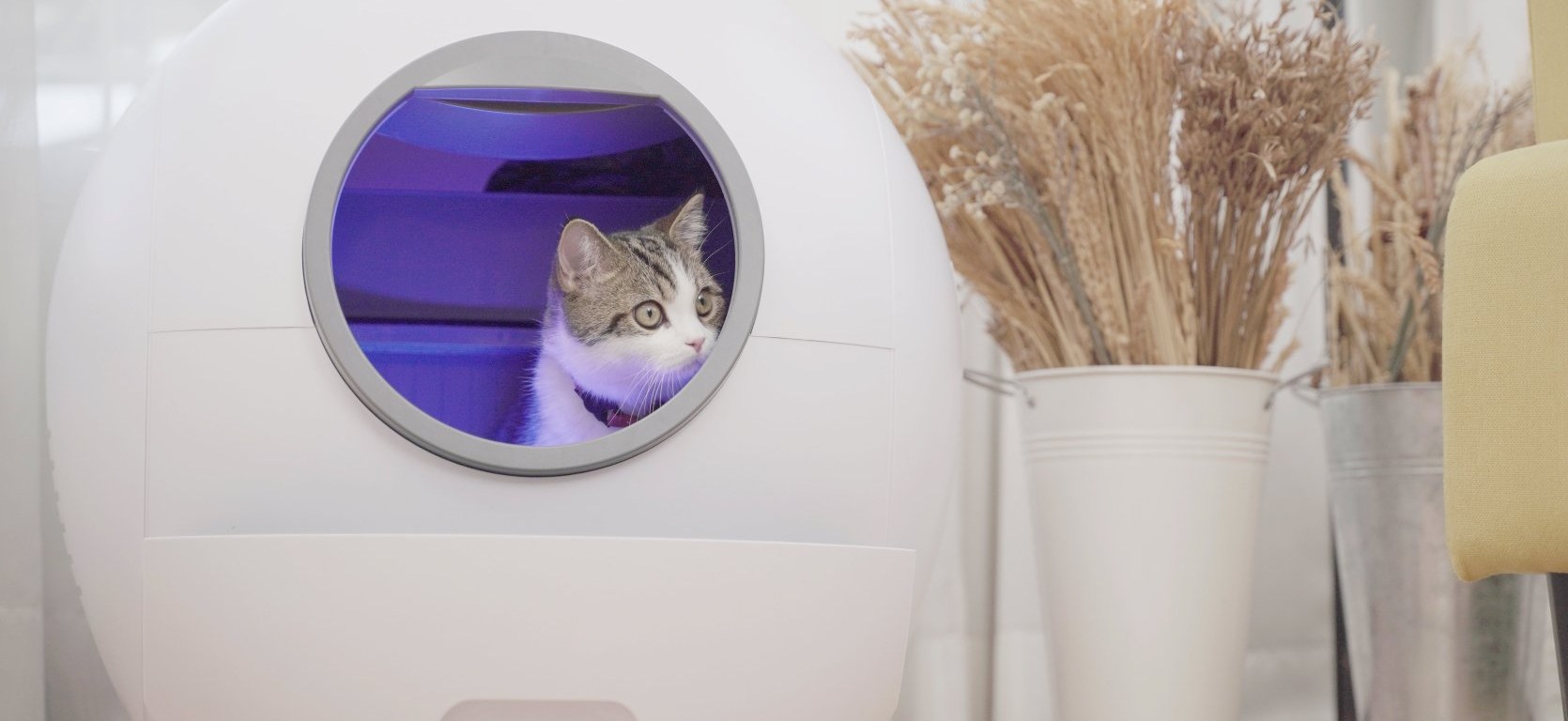 7 ห้องน้ำแมวอัตโนมัติ 2025 รุ่นลักชัวรี่ สวยทุกมุมบ้าน