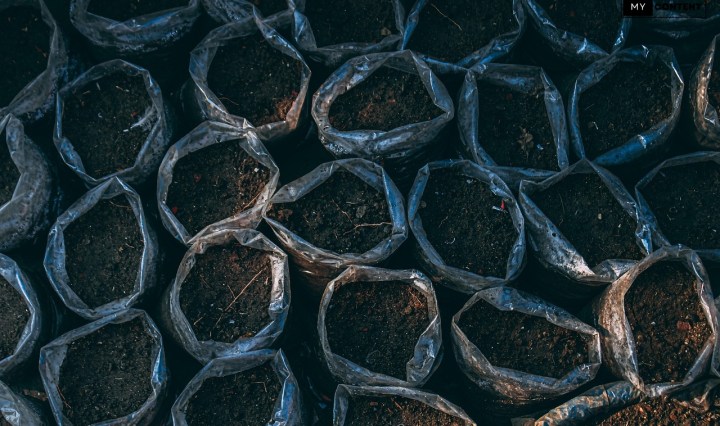 ใบก้ามปู มีประโยชน์อย่างไร? ทำไมนิยมนำมาปลูกต้นไม้ พร้อมแนะนำแหล่งซื้อออนไลน์คุณภาพดี