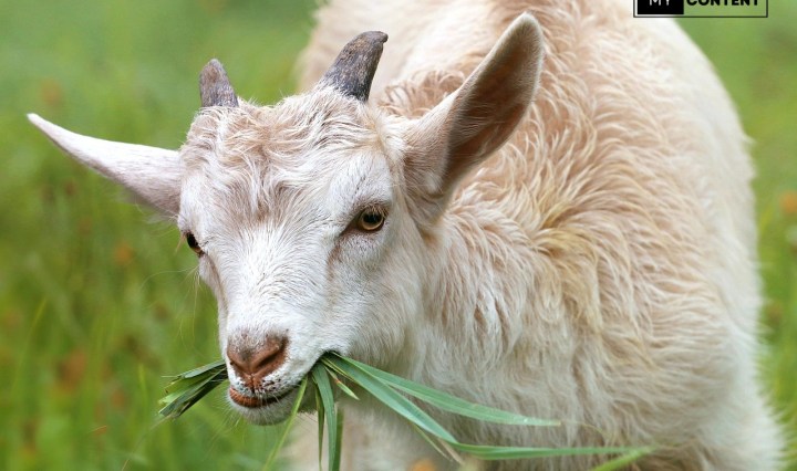 หญ้าเลี้ยงวัว ควาย หมู สามารถให้กระต่ายกินได้ไหม