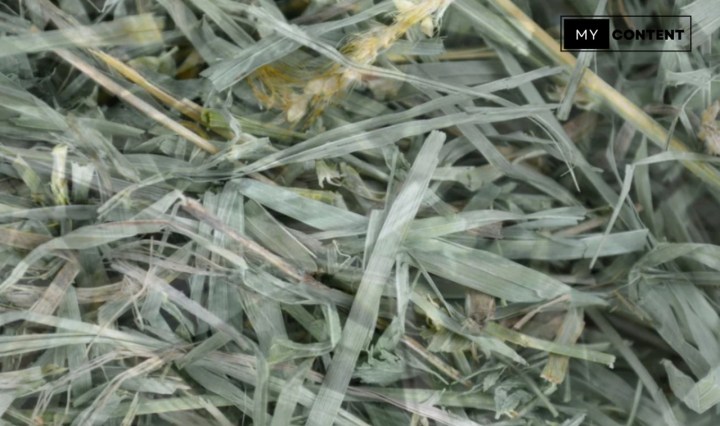 หญ้าเมโดว์ (Meadow Hay) กับธีโมที ต่างกันยังไง?