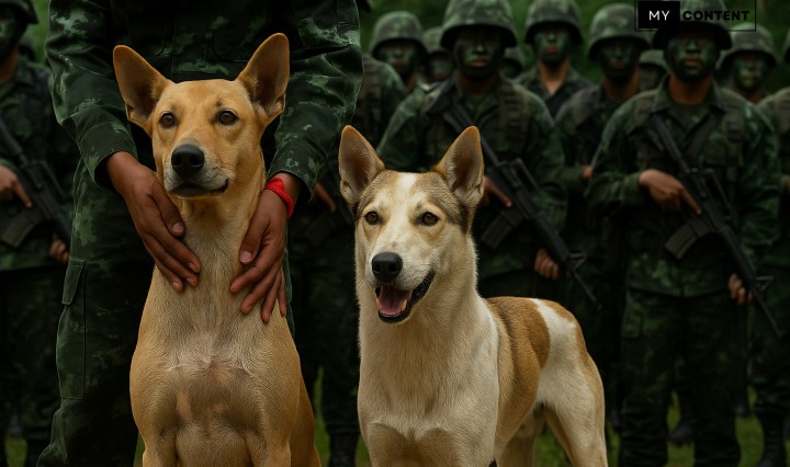 รู้จักหมาจร "เจ้าจ๋า ภูมะเขือ" และ "เจ้าจ๊อด ตาเมือนธม" เดียรัจฉานที่ยังรู้บุญคุณแผ่นดินเกิด