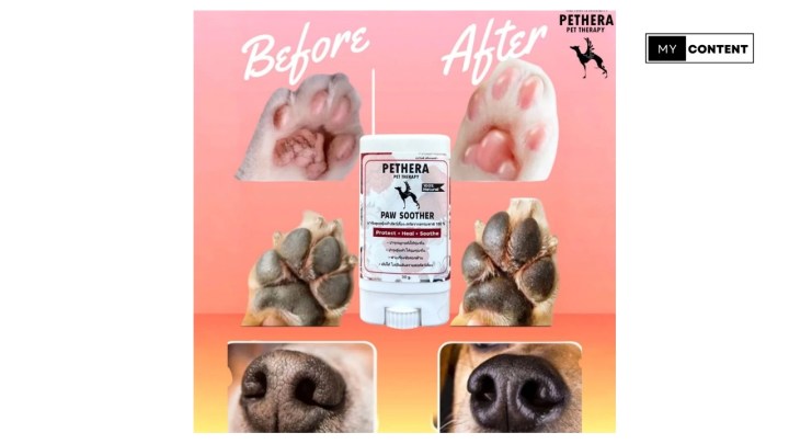 10 บาล์มทาเท้าสุนัข ยี่ห้อไหนดี 2025 บำรุงอุ้งเท้าแตกแห้ง ลดคันจากยีสต์