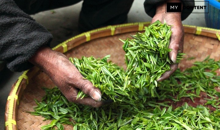 10 อาหารเสริมโพลีฟีนอลจากชาเขียว (Green Tea Polyphenols)