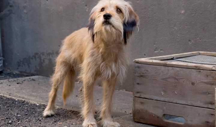 10 หนังสุนัขผจญภัยแสนรู้ ที่น่าสนใจบน Netflix พากย์ไทย