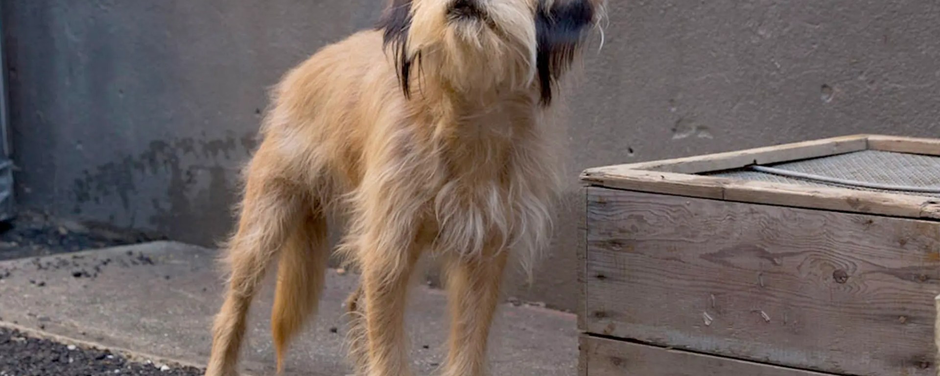 10 หนังสุนัขผจญภัยแสนรู้ ที่น่าสนใจบน Netflix พากย์ไทย