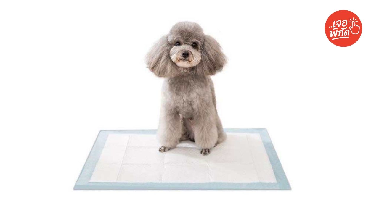 10 แผ่นรองซับฉี่สัตว์เลี้ยง ยี่ห้อไหนดี 2025