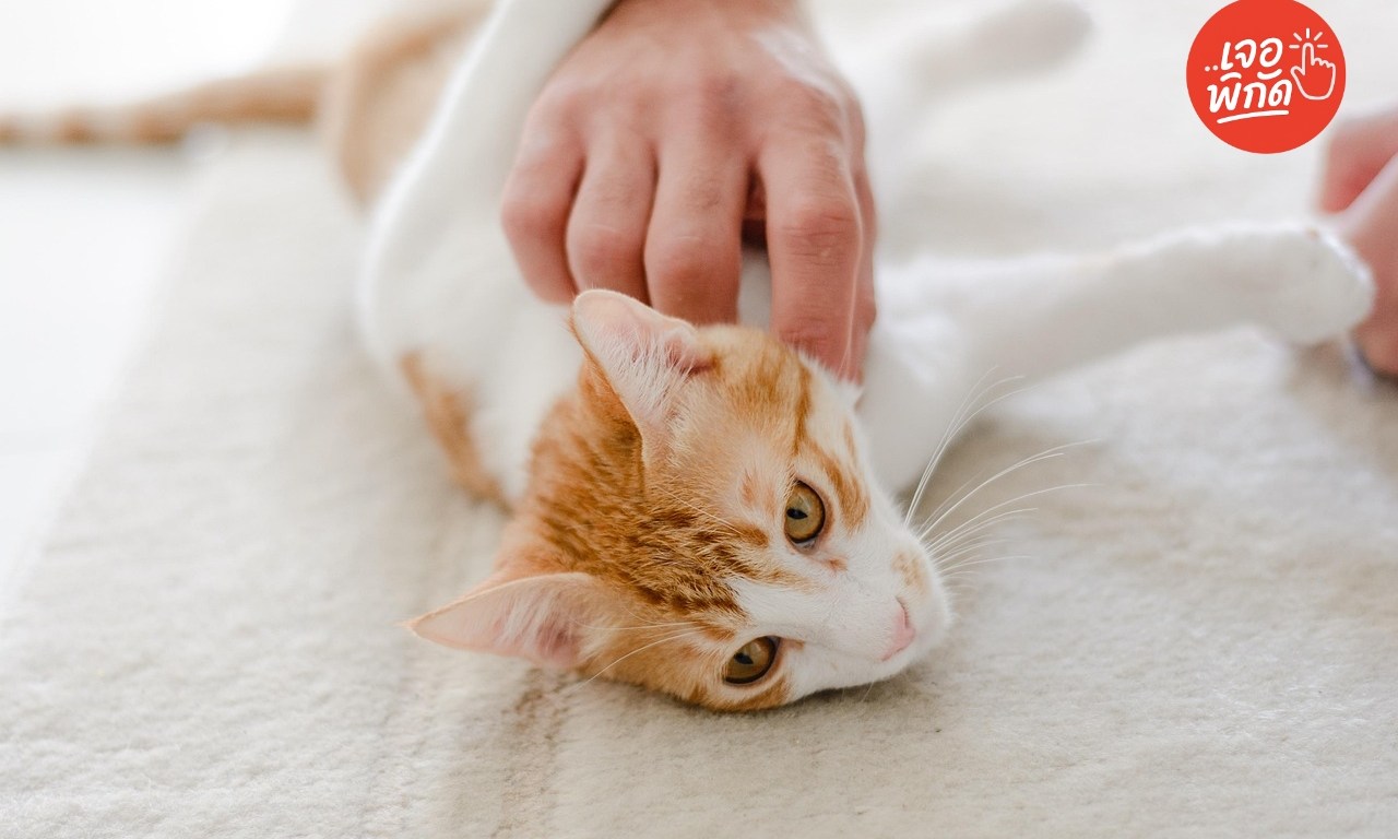 วิธีเลือกอาหารแมวเค็มน้อย สำหรับแมวโรคไต (Kidney Care)